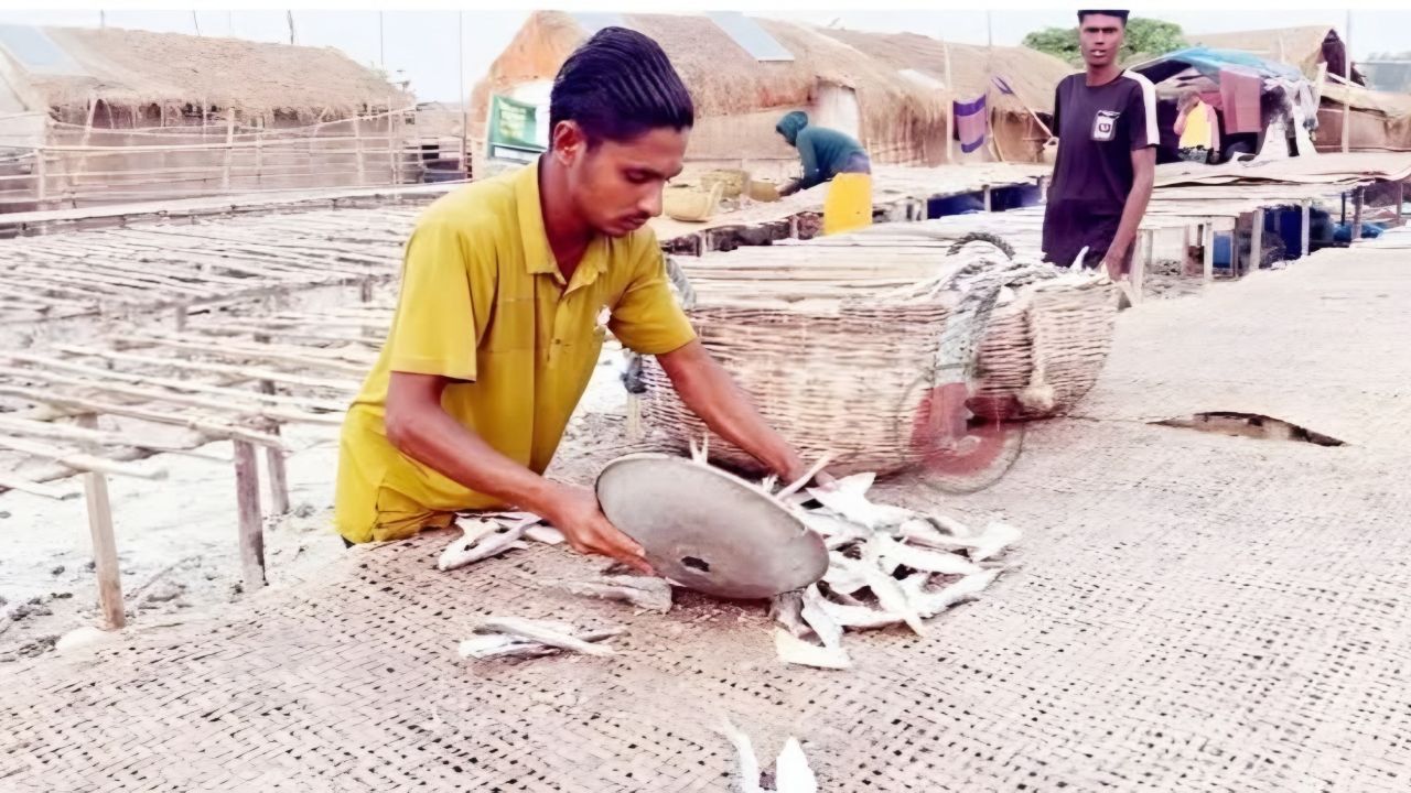 দুবলার চরে শুঁটকি বাণিজ্যে সাহেব সিন্ডিকেট জিম্মি সাধারণ জেলেরা